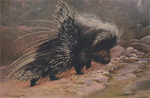 The Common Porcupine